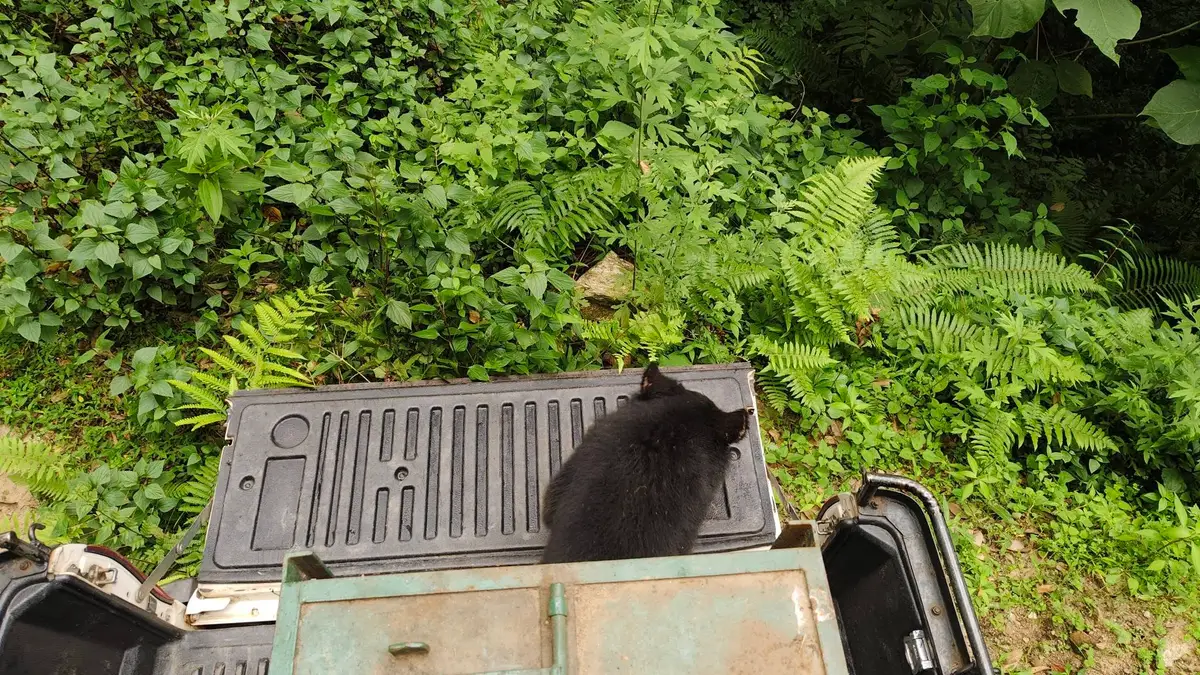 The release: the young bear steps out of a transport cage on the back of a forestry pickup and into thick green undergrowth