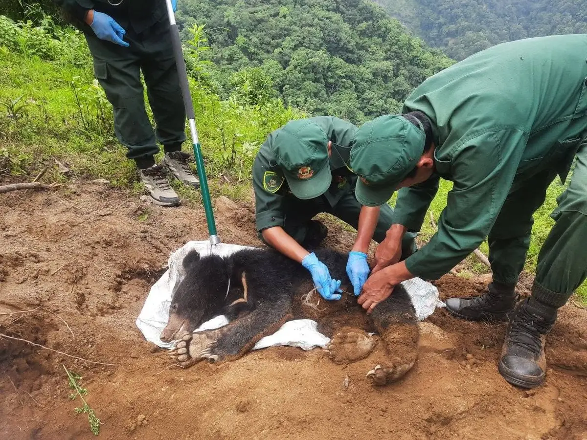 Department of Forests officials in gloves examine the sedated young black bear on a forested hillside — the pale chest crescent that gives the moon bear its name just visible