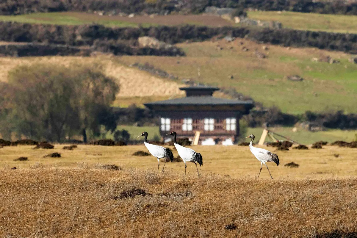 Black-necked cranes over the Phobjikha valley — Bhutan's conservation model turned this once-hunted bird into a national treasure, the same transformation now planned for the black bear